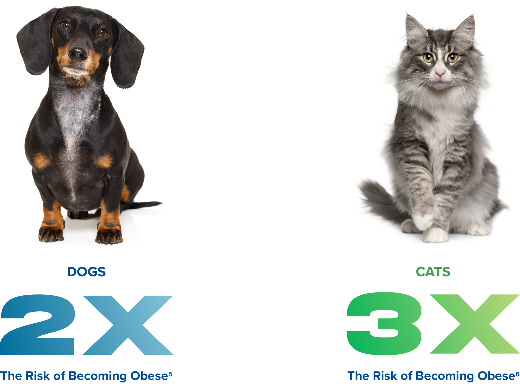 Do dogs get fat after sale being spayed